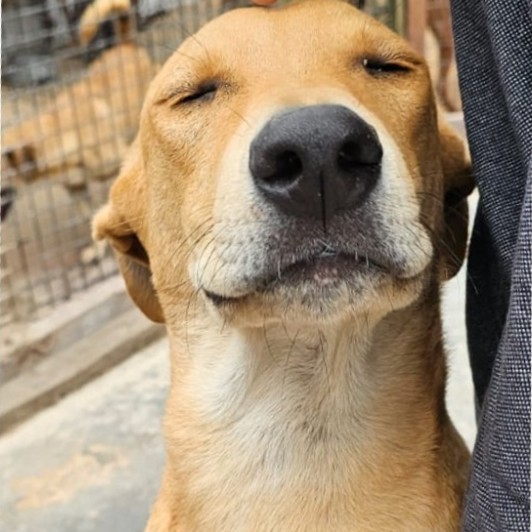Foto de Feijão
