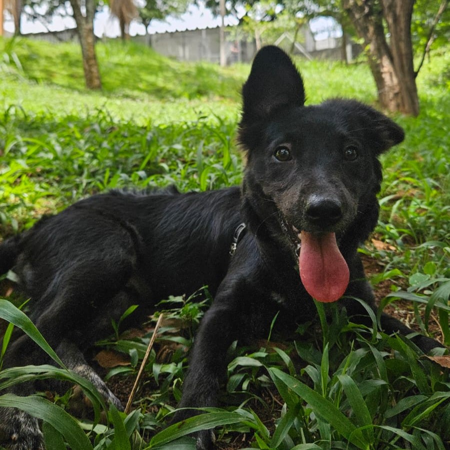 Foto de Lady