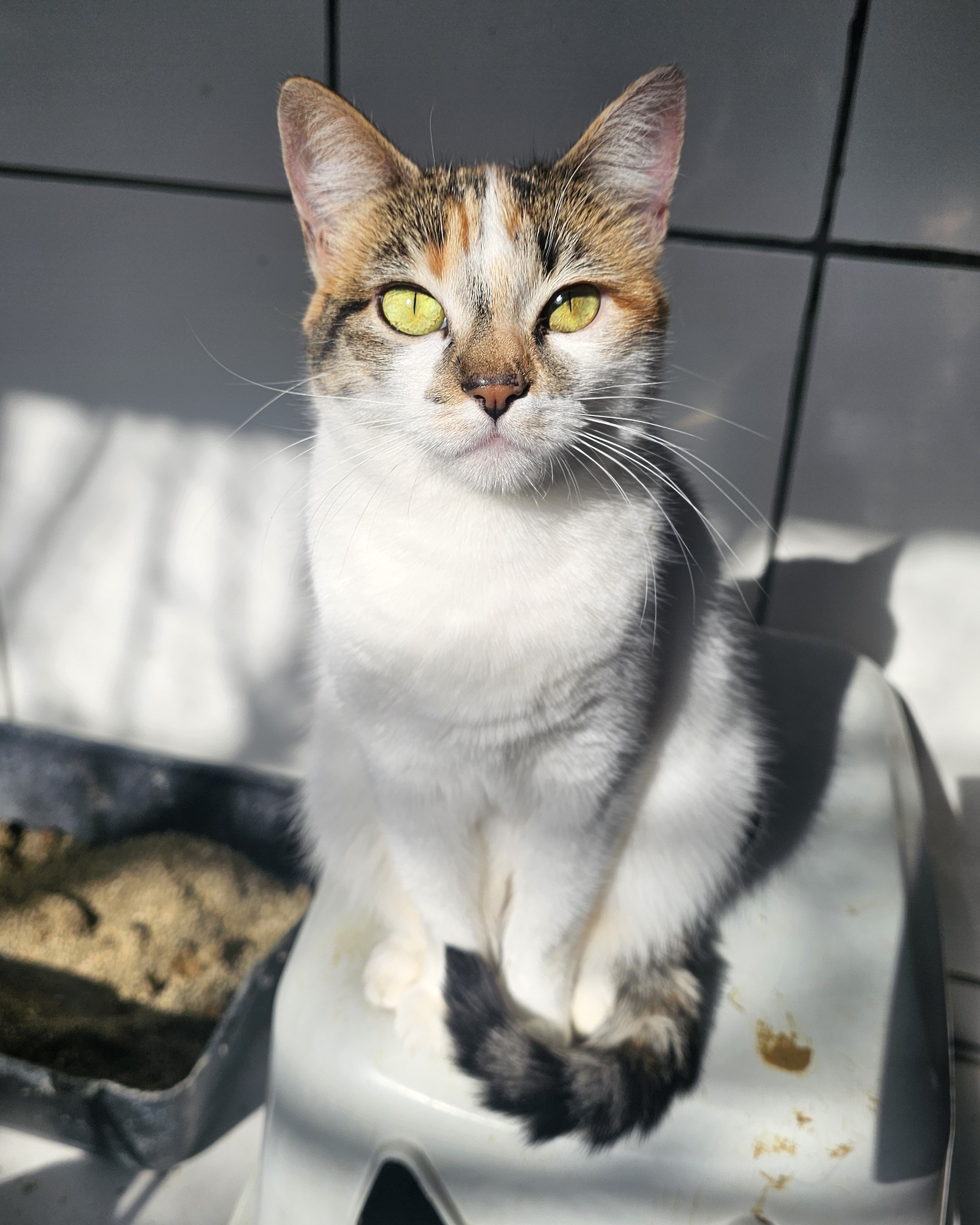 Foto de Maya