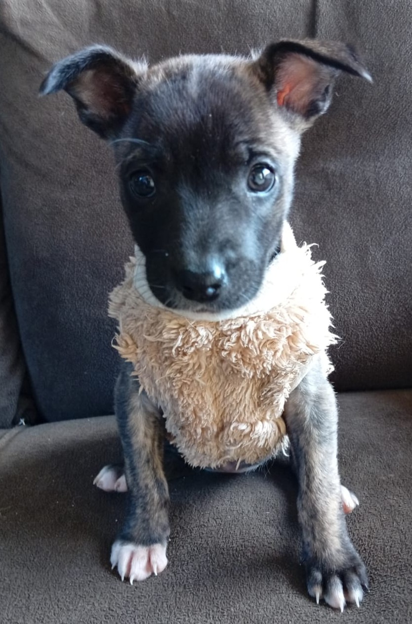 Foto de Olívia Palito