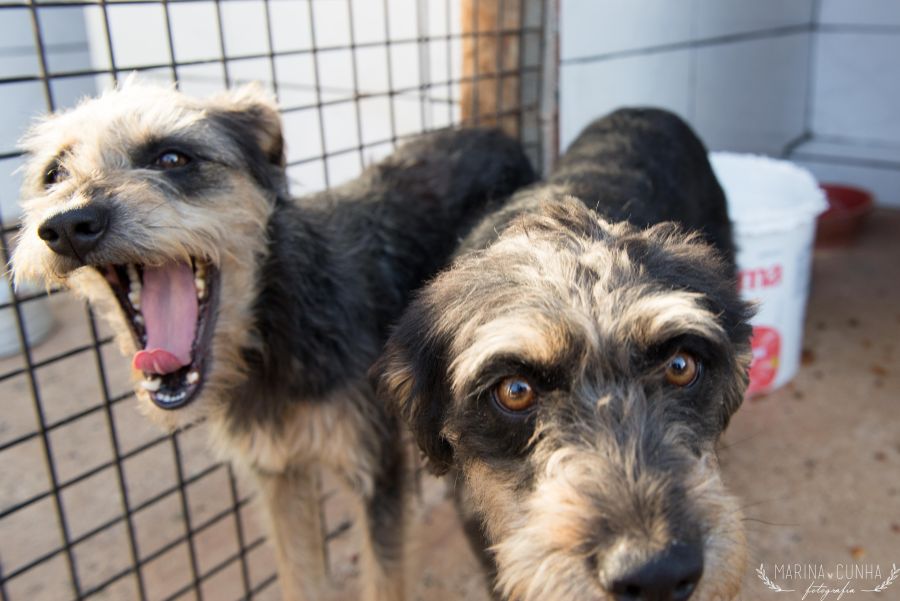 Carta aberta do Projeto Cãomer