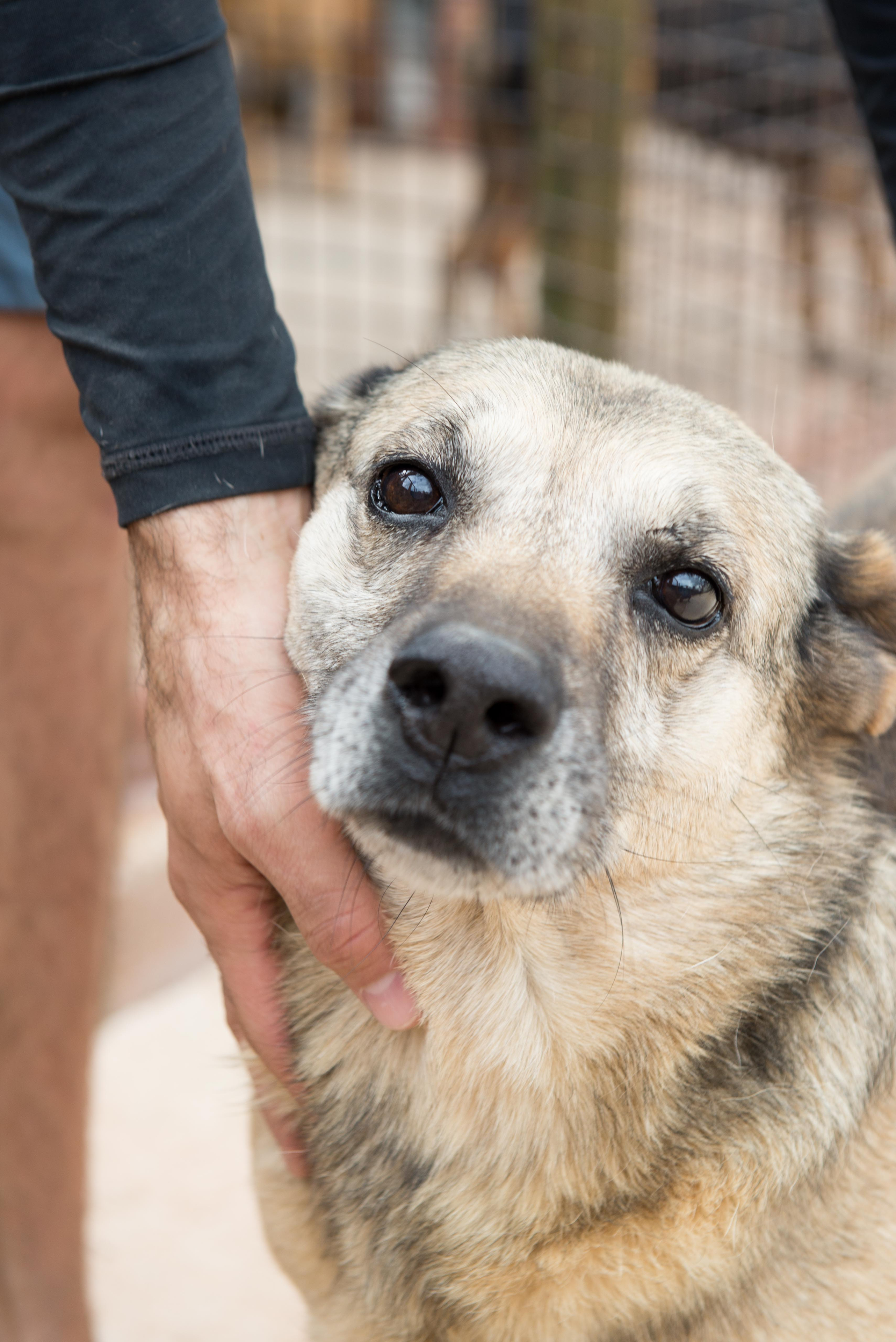 O que um animal abandonado sente: a realidade por trás dos olhos