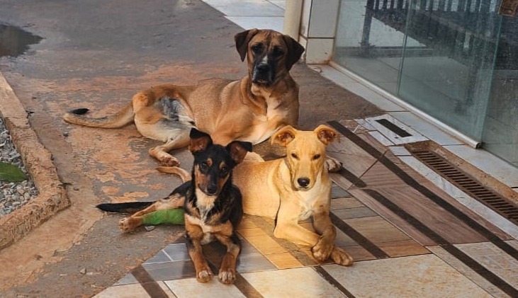 Resgatei um animal de rua, o que fazer?