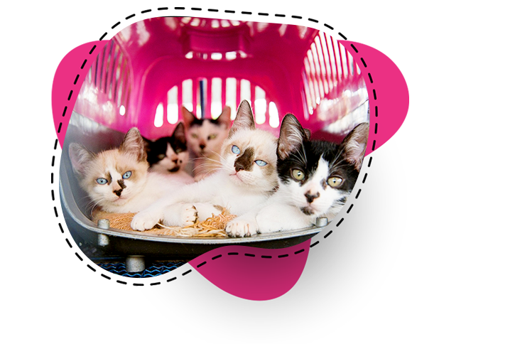 Adoção de Gatinhos