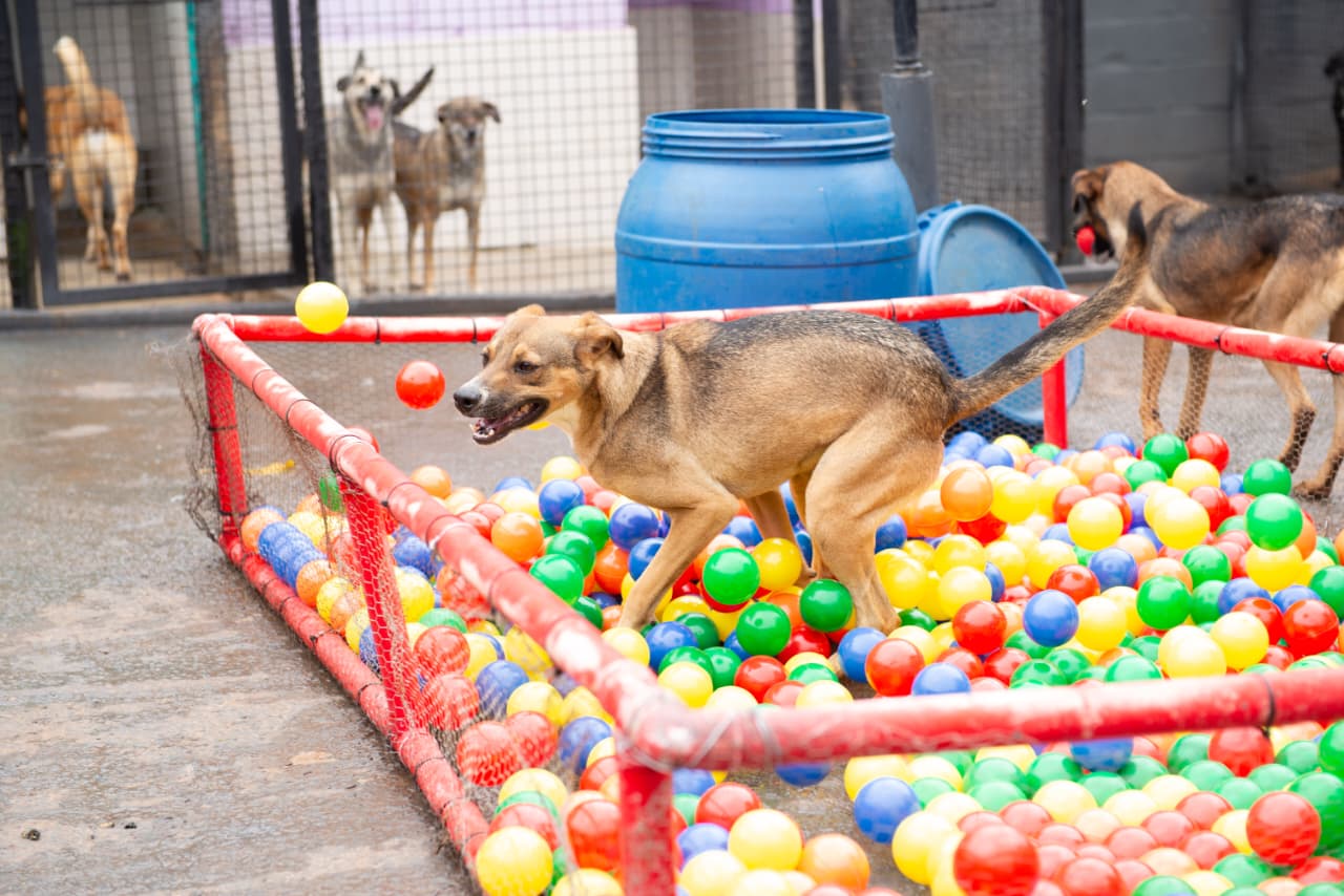 Adoção Cãomer 3