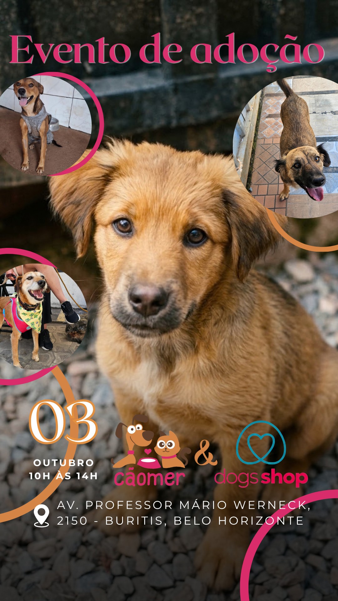 Arte do evento Dogs Shop Buritis